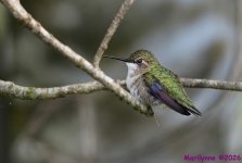 DSC_5159 copy_001.JPG