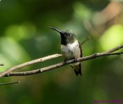 DSC_5195 copy_001.JPG