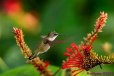 DSC_5203 copy_001.JPG