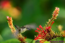 DSC_5204 copy_001.JPG