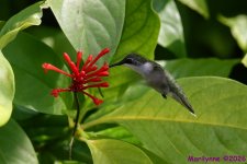 DSC_5206 copy_001.JPG