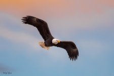 EagleMorningSky-511.jpg