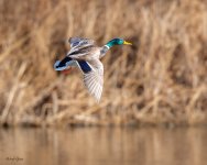 MallardFlight-515.jpg