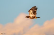 EagleMorning-520.jpg