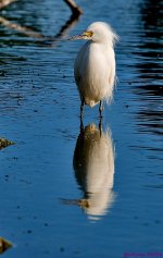 DSC_5624 copy_001.JPG