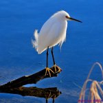 DSC_5695 copy_001.JPG