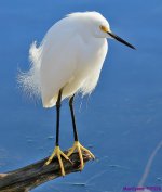 DSC_5702 copy_001.JPG