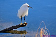 DSC_5711 copy_001.JPG