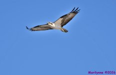 DSC_5830 copy_001.JPG