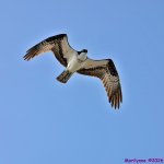 DSC_5841 copy_001.JPG