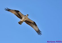 DSC_5843 copy_001.JPG