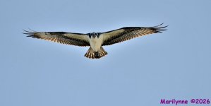 DSC_5852 copy_001.JPG