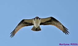 DSC_5853 copy_001.JPG