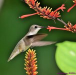 DSC_6160 copy_001.JPG