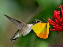 DSC_6156 copy_001.JPG