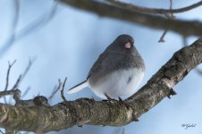 Junco sm.jpg