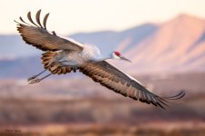 SandhillSunset Flight-520.jpg