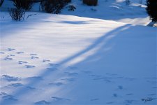 snowshadows sm.jpg