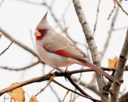 Pyrrhuloxia-520.jpg