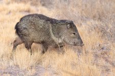 Javelina-521.jpg