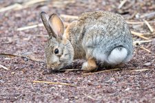 BosqueBunny-525.jpg
