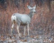 BosqueDeer-525.jpg