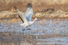 SandhillSequence-525.jpg