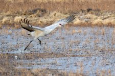 SandhillSequence-526.jpg