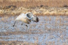 SandhillSequence-527.jpg