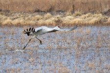 SandhillSequence-528.jpg