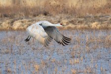 SandhillSequence-530.jpg
