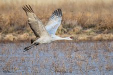 SandhillSequence-531.jpg