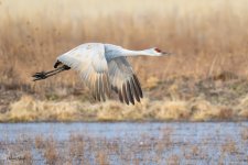 SandhillSequence-532.jpg