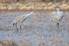 SandhillSequence-540.jpg