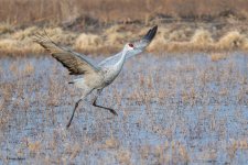 SandhillSequence-541.jpg