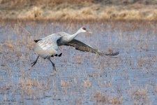SandhillSequence-542.jpg