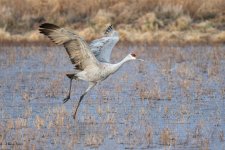 SandhillSequence-543.jpg