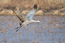 SandhillSequence-544.jpg