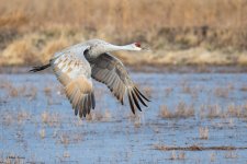 SandhillSequence-545.jpg