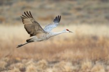 SandhillSequence-546.jpg