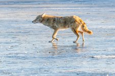 CoyoteIce-541.jpg