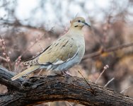 WWDove-542.jpg