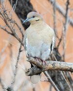 WWDove-543.jpg