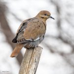 WWDove-544.jpg