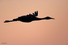 BosqueSilhouettes-542.jpg