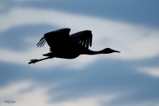 BosqueSilhouettes-543.jpg