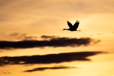 BosqueSilhouettes-544.jpg
