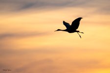BosqueSilhouettes-545.jpg