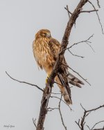 HarrierPerched-543.jpg