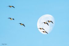 GooseMoon-542.jpg